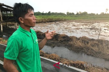 BRG bina masyarakat Sumsel manfaatkan gambut