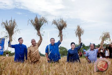 Sby panen raya padi di yogyakarta