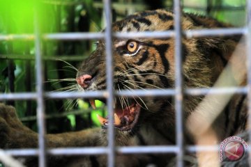 Harimau Sumatra Terperangkap