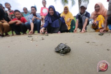 433 tukik tuntong laut Aceh Tamiang dilepasliarkan