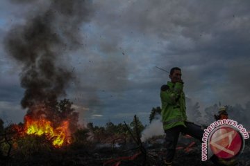 BRG: lahan gambut Riau rawan kebakaran
