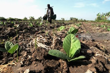 APTI dorong regulasi petani tembakau di Jatim