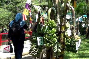 Festival Pisang, angkat potensi buah lokal