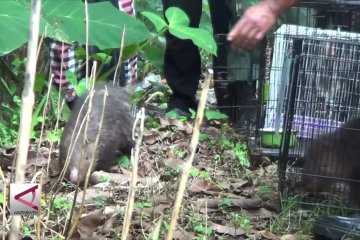 Lepas liar satwa di Hutan lindung sekitar Pura