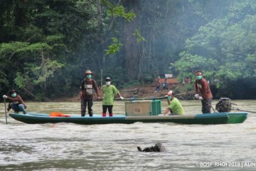 Hari Pendidikan, Yayasan BOS lepasliarkan enam Orangutan ke Hutan Kehje Sewen