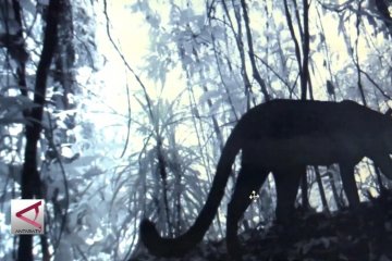 6 Macan Tutul Jawa terekam kamera trap TNMB
