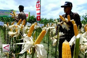 Ekspor Pertanian Indonesia capai nilai tertinggi