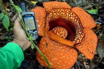 Rafflesia kemumu mekar sempurna di Bengkulu Utara