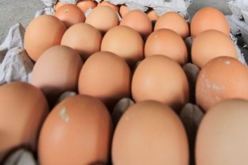 Harga telur di Aceh Timur naik 50 persen