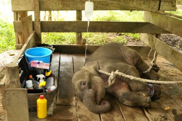 Pengobatan anak gajah terkena jerat