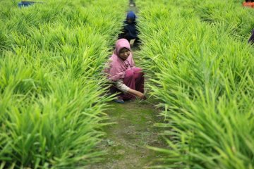 Program Desa Mandiri Peduli Api