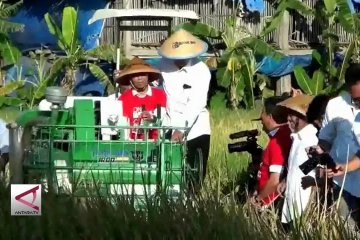 BUMN mulai serap gabah langsung dari petani