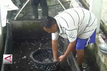 Permintaan ikan tawar naik 20% saat Ramadhan