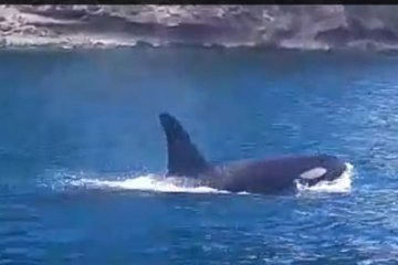 Peneliti katakan penampakan paus pembunuh di Anambas sebuah anomali