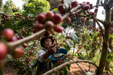 BNI-PTPN perkuat dukungan bagi 1.500 petani kopi Jatim
