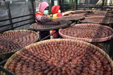 Produksi Tomat Rasa Kurma