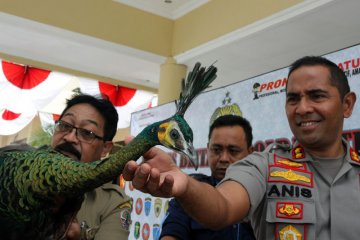 Evakuasi burung merak hijau