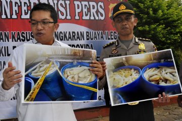 Kikil mengandung zat kimia berbahaya