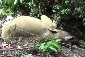 Gajah milik CRU Aceh Timur mati tanpa gading