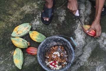 HARGA COKLAT NAIK DI TANAH DATAR