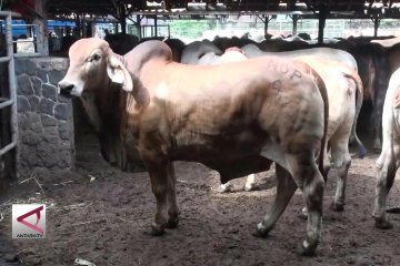 RPH Bandung siap potong 600 sapi per hari