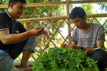 Misinformasi! Sayur pakis menyebabkan kanker lambung