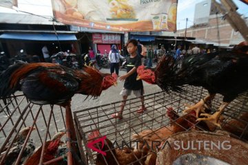 Permintaan ayam kampung