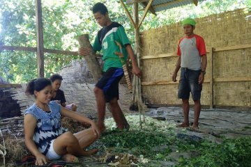 Petani Sumba Barat Daya produksi pupuk organik