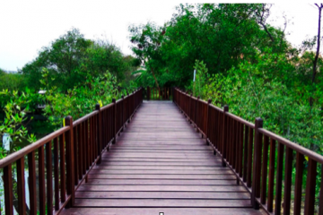 Masyarakat diimbau jaga kelestarian hutan mangrove