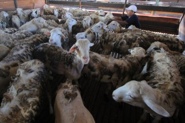 Indonesia ekspor perdana 60.000 domba ke Malaysia