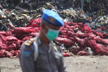 Pemusnahan bawang bombai impor