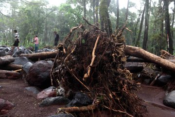 Pohon tumbang sebabkan dua bangunan di Pamekasan rusak