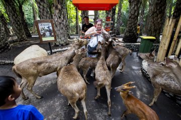 Jumlah Pengunjung Bali Zoo