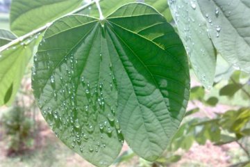 UNY kembangkan gel daun kupu-kupu penurun demam