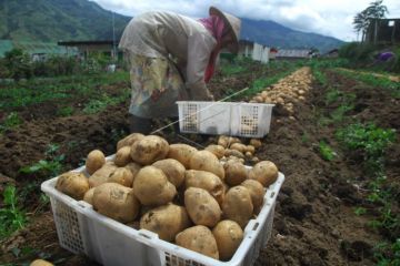 Harga kentang turun