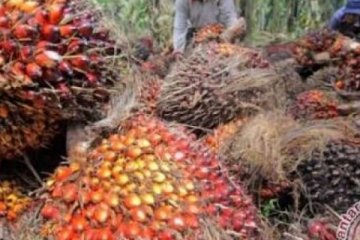 Harga sawit Riau kembali turun karena penyebaran virus corona