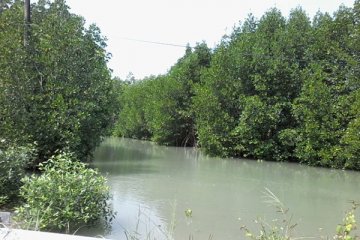 Wisatawan disuguhi hamparan mangrove jelang Tanjung Lesung