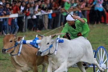 Lomba Karapan Sapi di Kampung Jawa