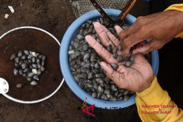 Nelayan kerang laut