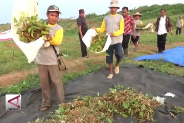 Panen perdana kedelai di lahan kritis Galian C