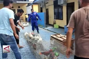 Puluhan hewan dilindungi gagal menuju Filipina