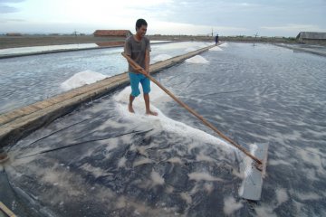 DKP: lahan tambak garam Sampang terus menyusut