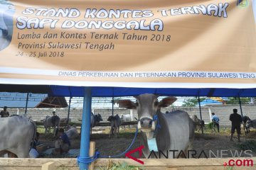 Kontes ternak