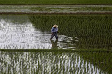 Cari calon tenaga kerja, delegasi pertanian Jepang sambangi STPP Bogor