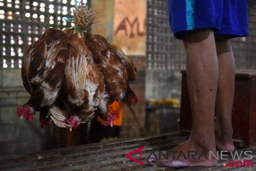 Lapak ayam akan dipindah, 25 ketua RT di Surabaya ancam mundur