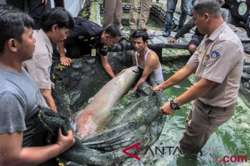 Pasukan kuning Singkawang temukan ikan berkepala buaya