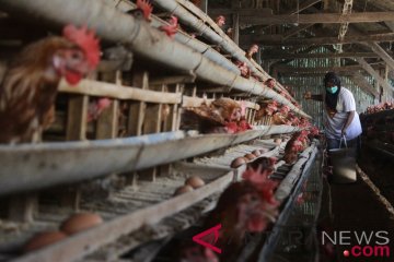 Pasokan jagung kurang picu lonjakan harga telur ayam