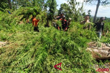 Operasi pemusnahan ladang ganja Aceh