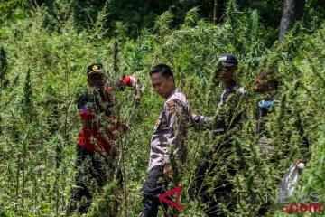 Tiga WNI menjalani hukuman di PNG terkait ganja