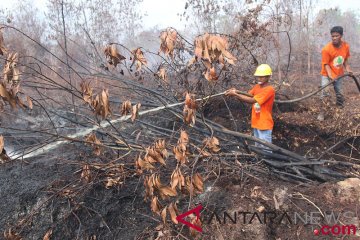 BPPT : Biopeat solusi pemanfaatan lahan gambut